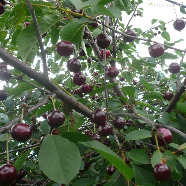 превью изображения отзыва