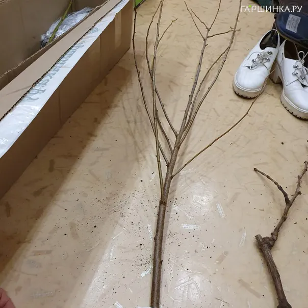 превью изображения отзыва