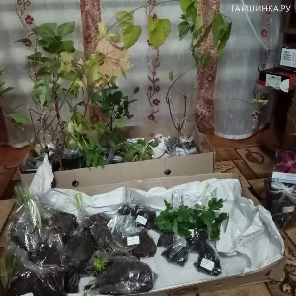 превью изображения отзыва