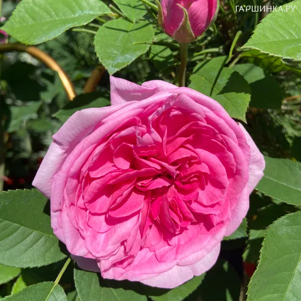 превью изображения отзыва