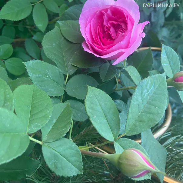 превью изображения отзыва