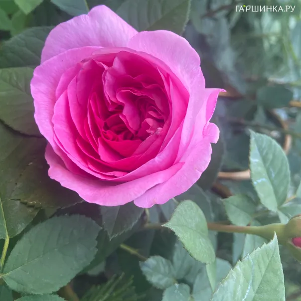 превью изображения отзыва