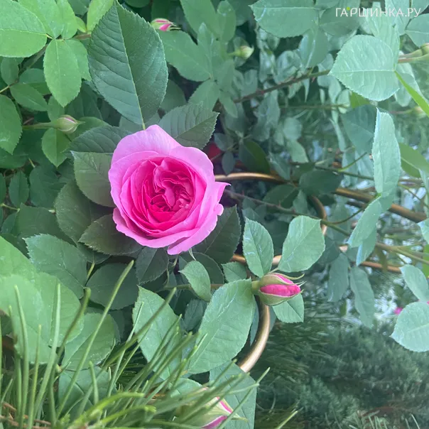 превью изображения отзыва