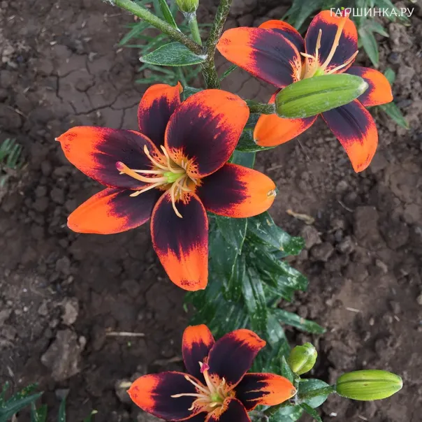 превью изображения отзыва