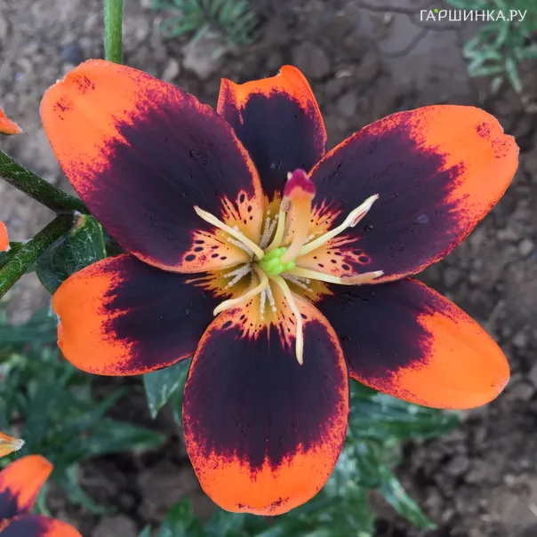 превью изображения отзыва