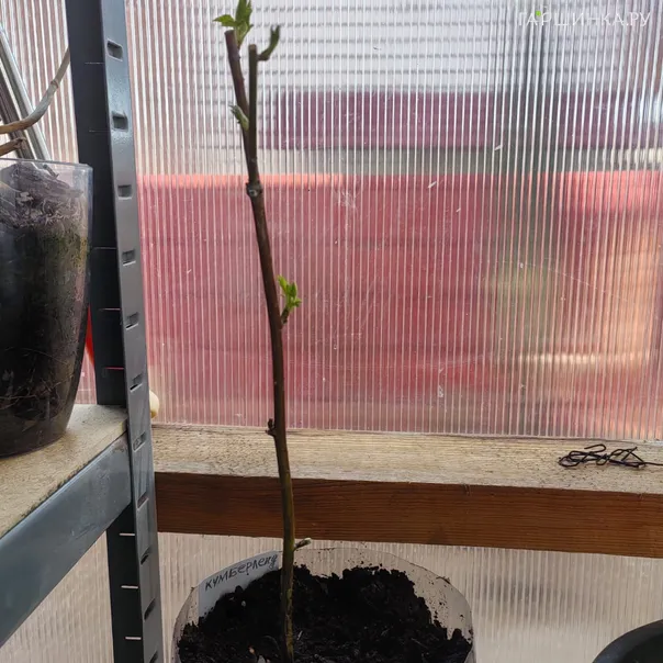 превью изображения отзыва