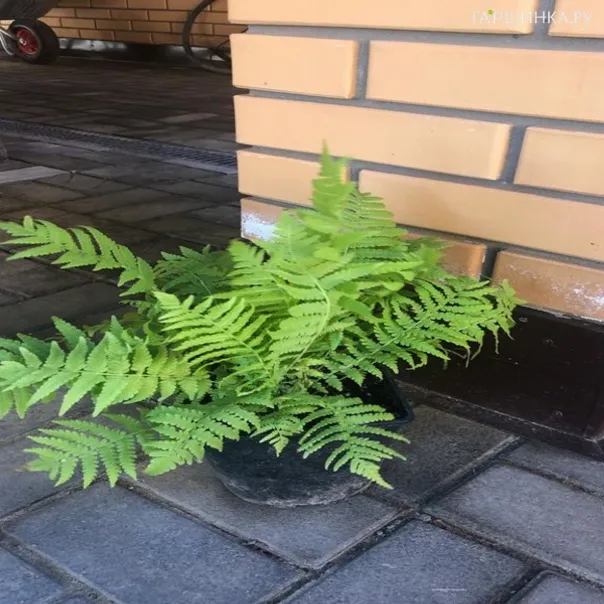 превью изображения отзыва