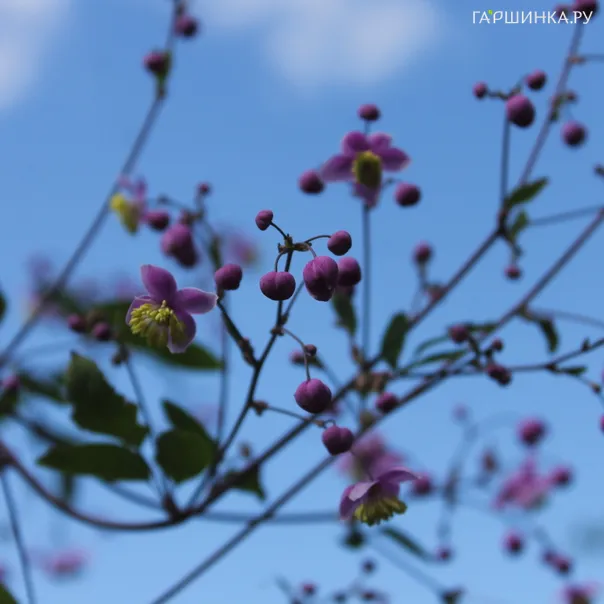 превью изображения отзыва