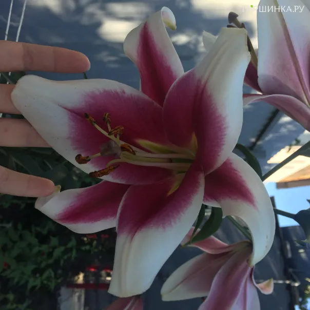 превью изображения отзыва