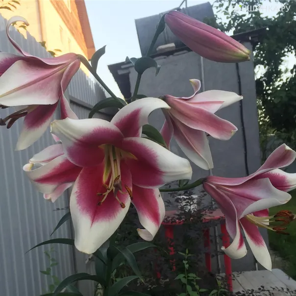 превью изображения отзыва