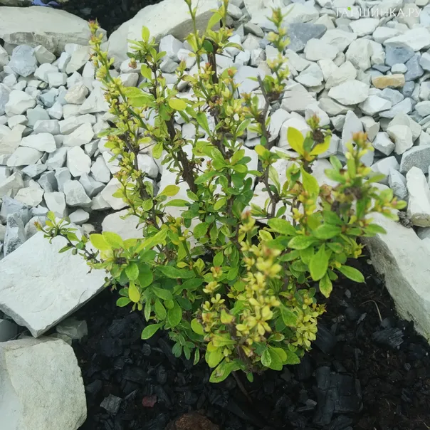 превью изображения отзыва