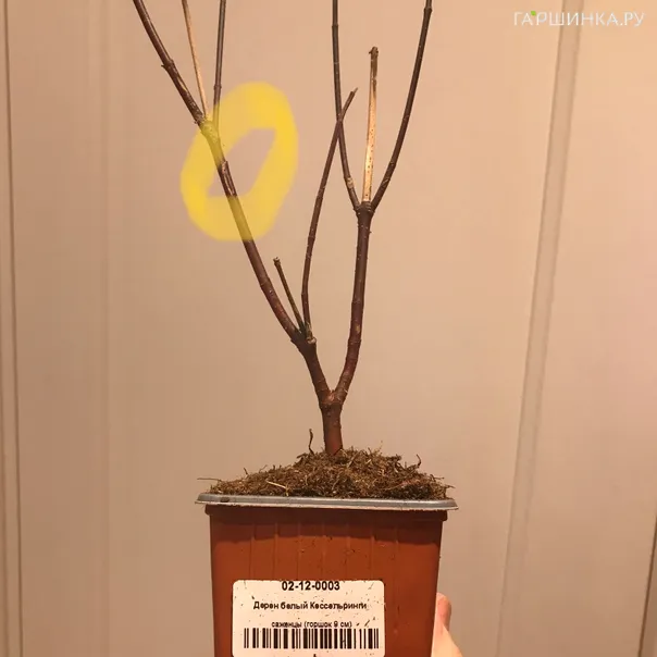 превью изображения отзыва