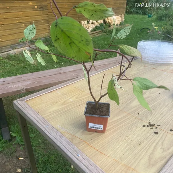 превью изображения отзыва