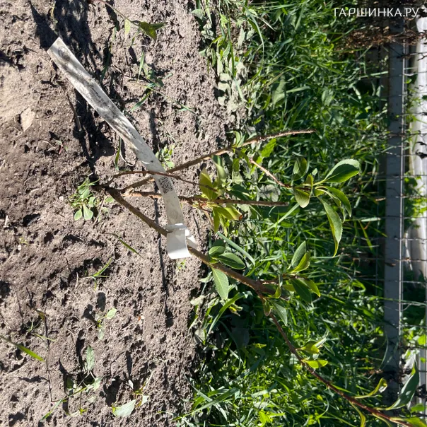 превью изображения отзыва