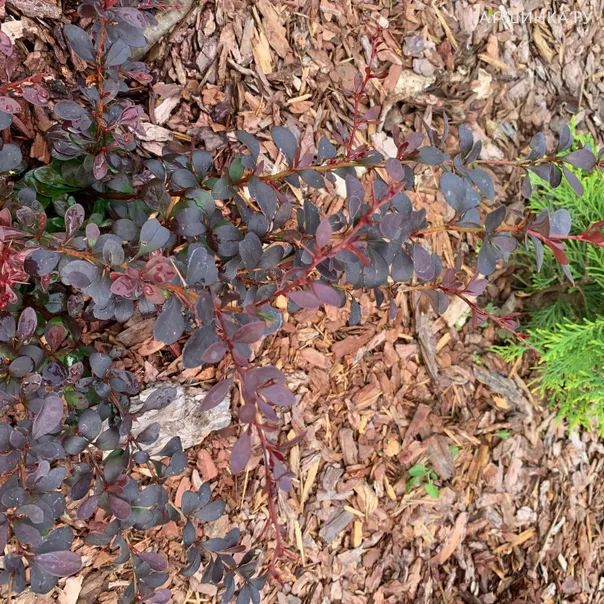 превью изображения отзыва