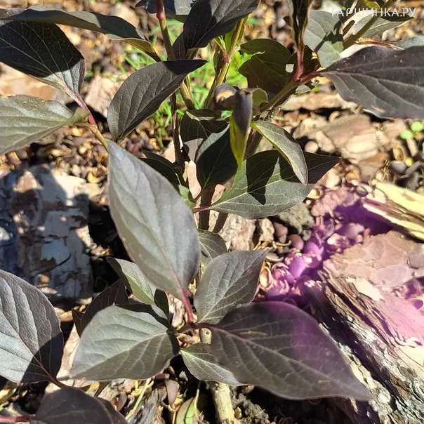 превью изображения отзыва