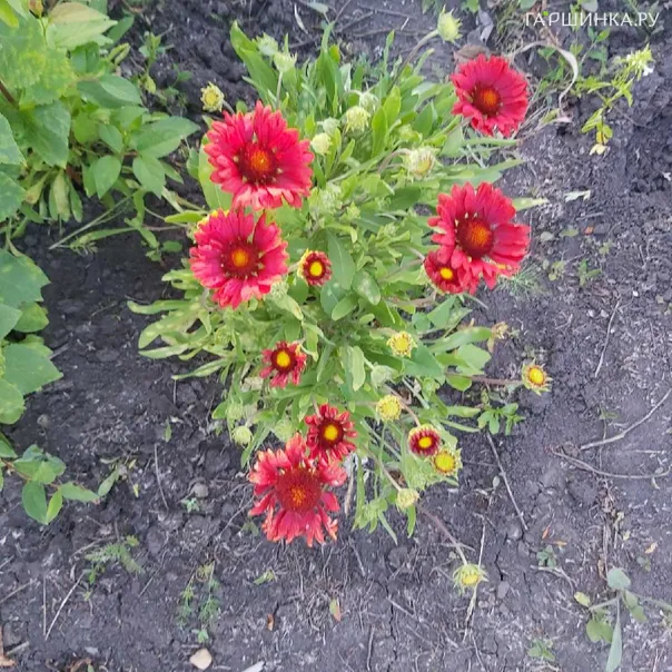 превью изображения отзыва