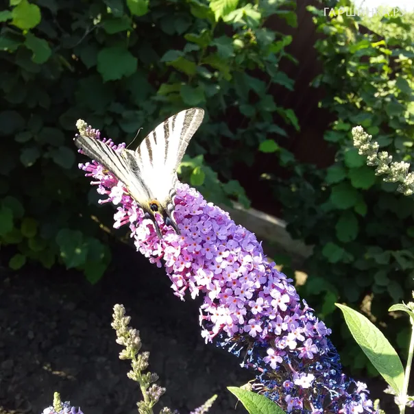 превью изображения отзыва