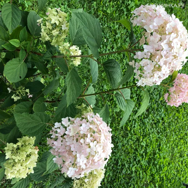 превью изображения отзыва