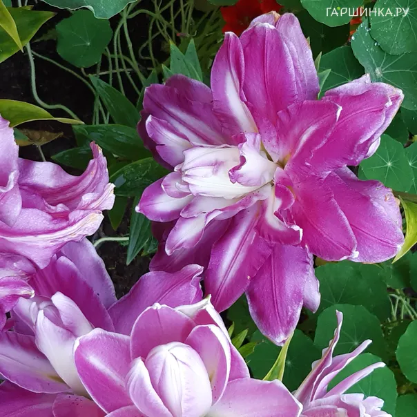 превью изображения отзыва