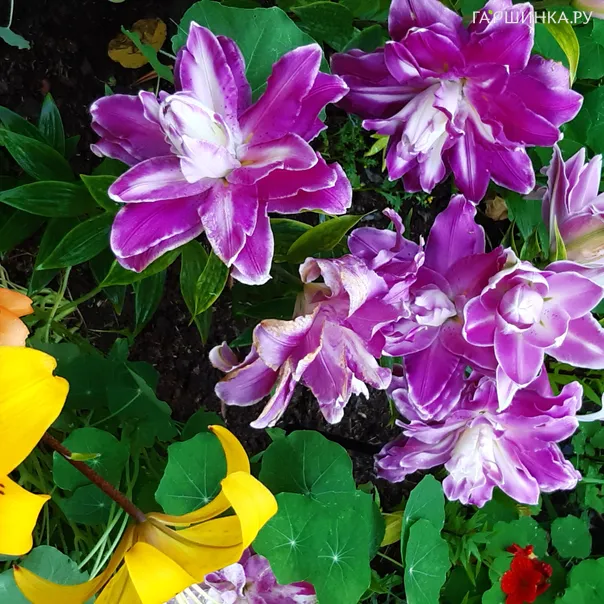 превью изображения отзыва