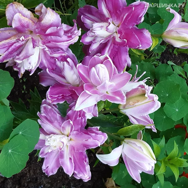 превью изображения отзыва