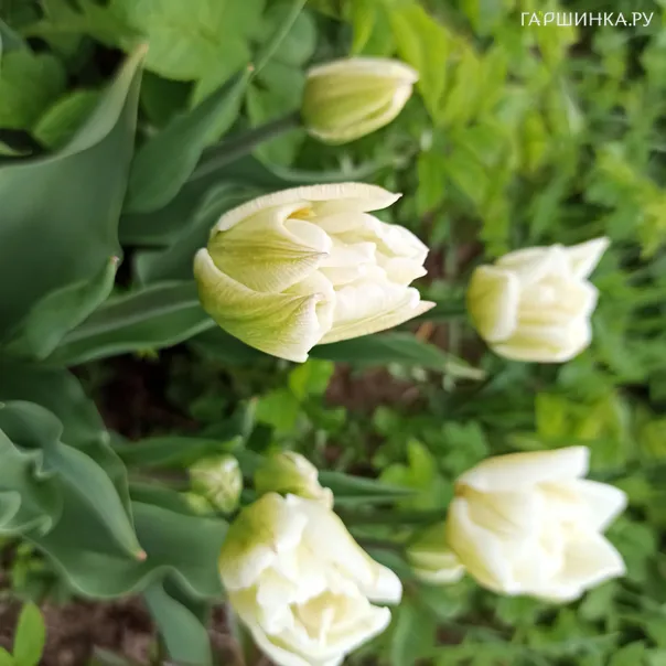 превью изображения отзыва