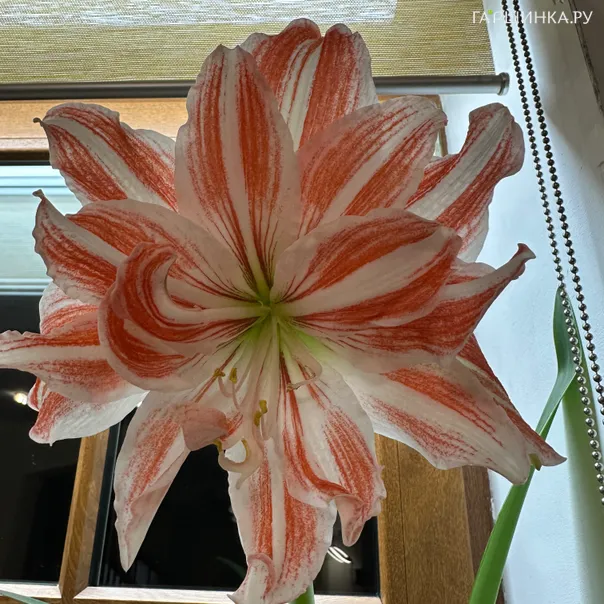 превью изображения отзыва