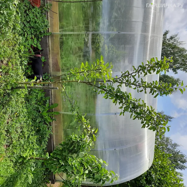 превью изображения отзыва