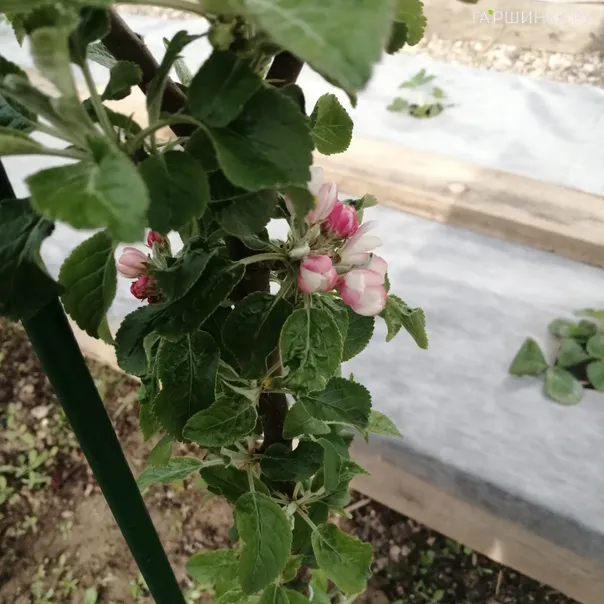 превью изображения отзыва