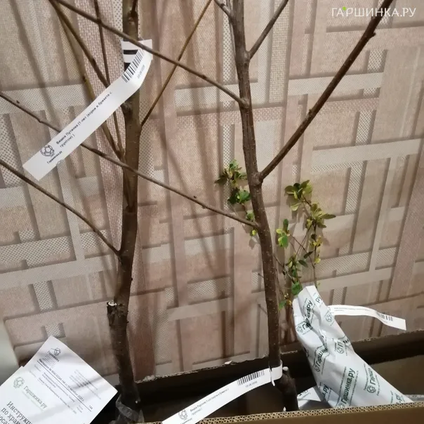 превью изображения отзыва