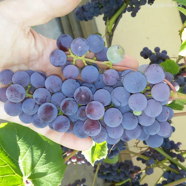 превью изображения отзыва