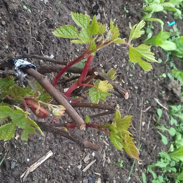 превью изображения отзыва