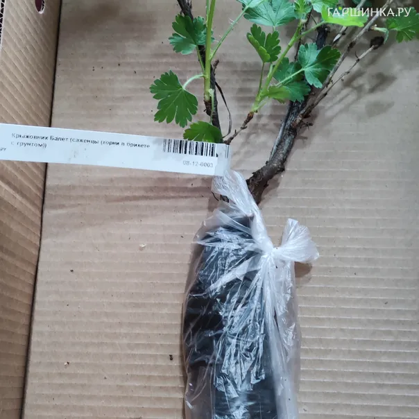 превью изображения отзыва