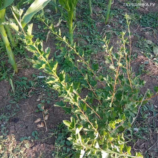 превью изображения отзыва