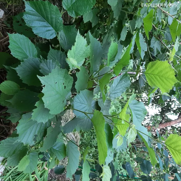 превью изображения отзыва