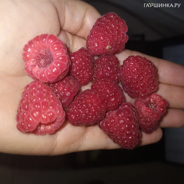 превью изображения отзыва