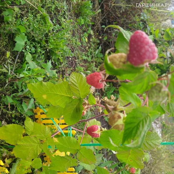 превью изображения отзыва