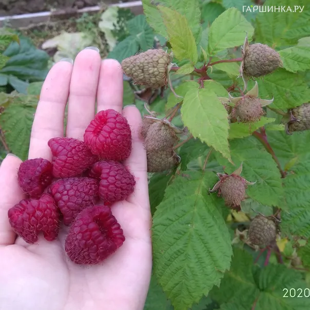 превью изображения отзыва