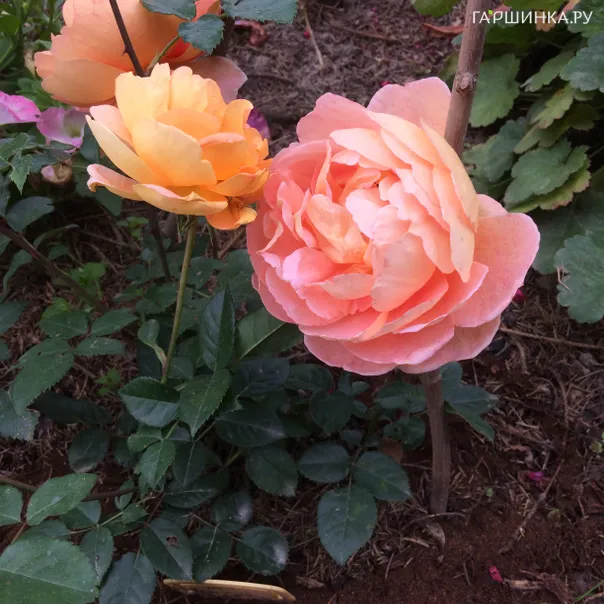 превью изображения отзыва