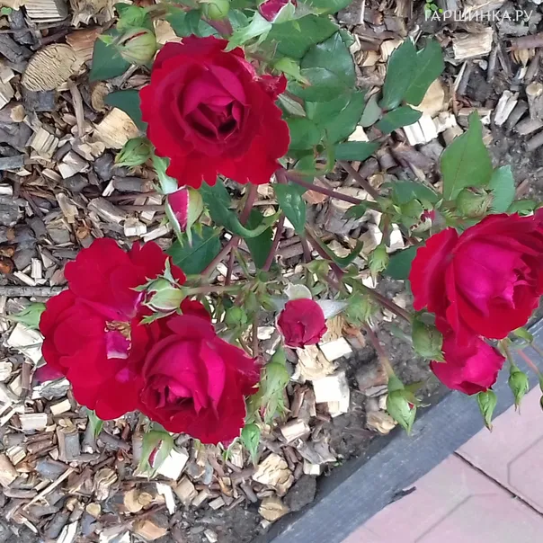 превью изображения отзыва