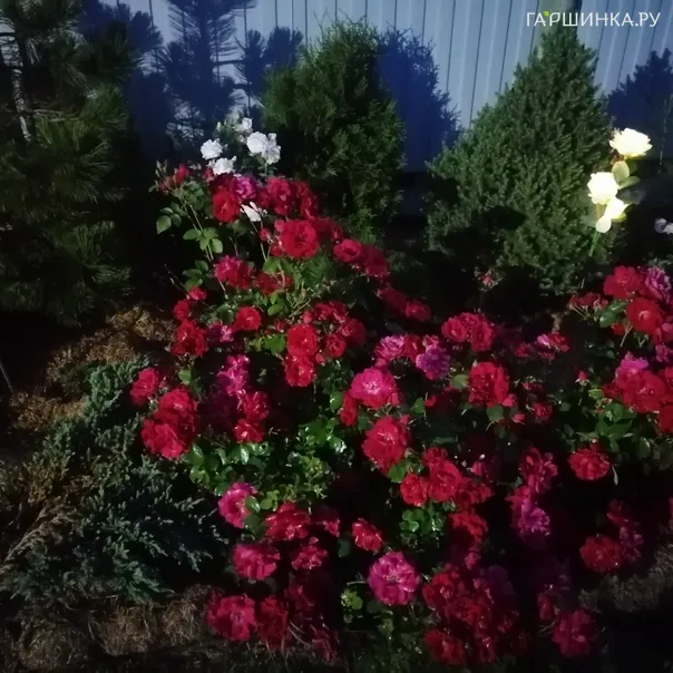 превью изображения отзыва