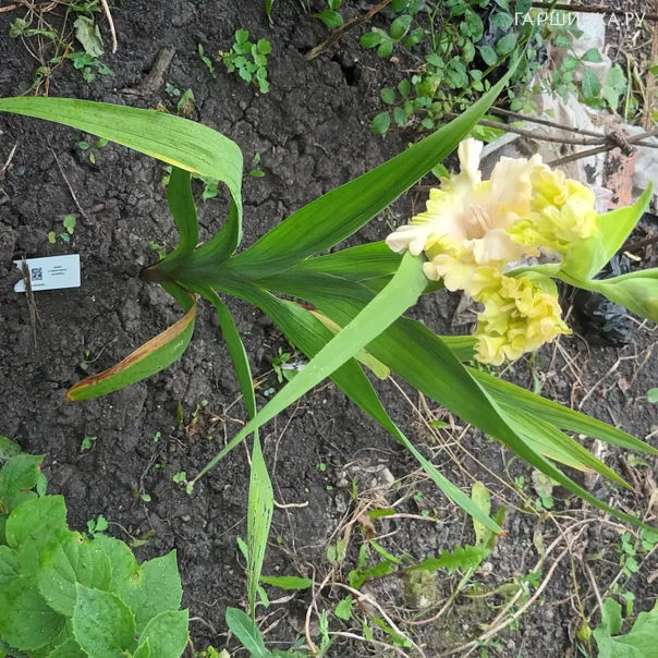 превью изображения отзыва