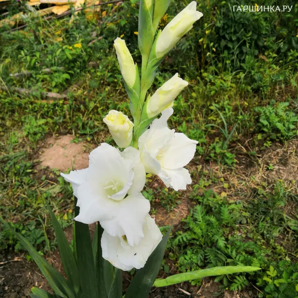 превью изображения отзыва