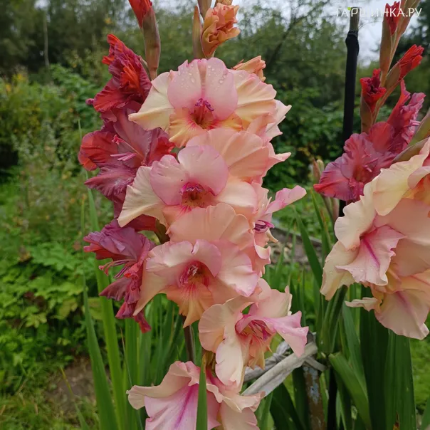 превью изображения отзыва