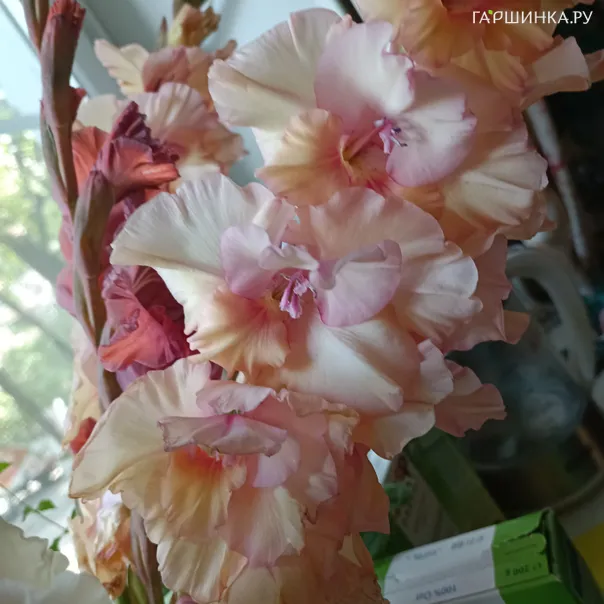 превью изображения отзыва