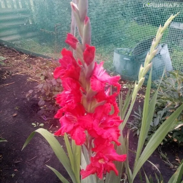 превью изображения отзыва