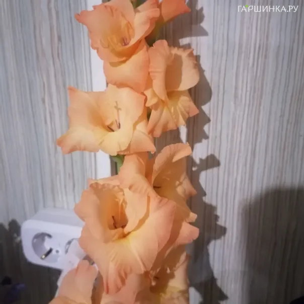 превью изображения отзыва