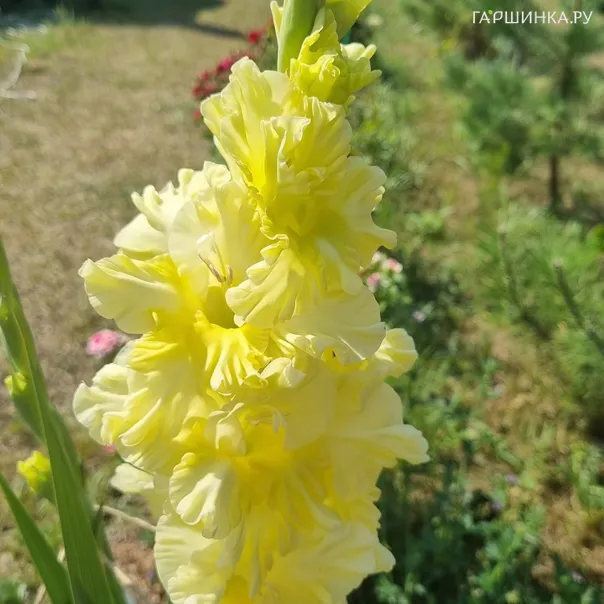 превью изображения отзыва