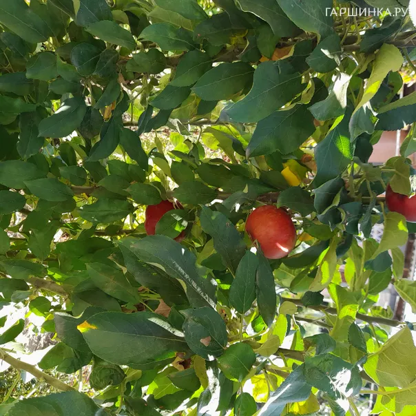 превью изображения отзыва